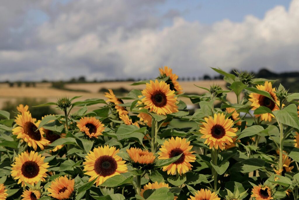 Wunderschönes Sonnenblumenfeld unter einem strahlenden Sommerhimmel mit vereinzelten Wolken.
